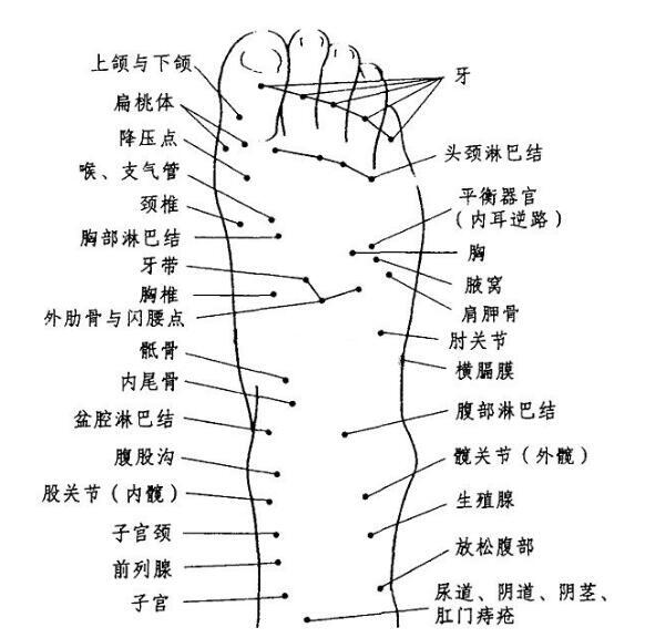 脚的各个部位详细图 脚主要是分为几个部分组成