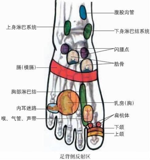 脚的各个部位详细图 脚主要是分为几个部分组成