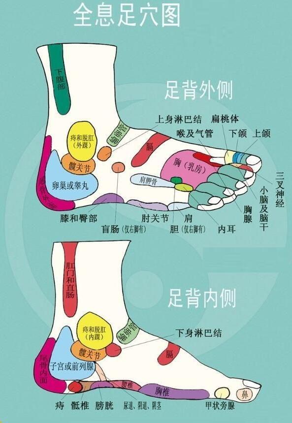 脚的各个部位详细图 脚主要是分为几个部分组成