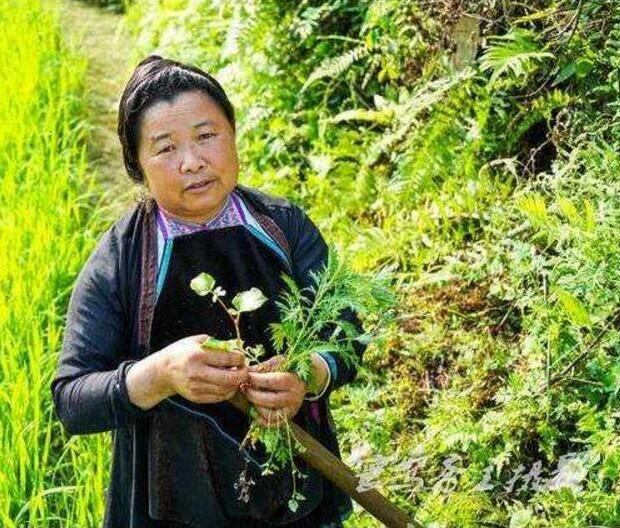 贵州生男生女配方换花草之谜完整版 换花草的真正秘密是什么